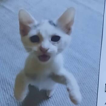 Rescue Domestic Short Hair Cats for Adoption in Port Charlotte, Florida - Vala | PetCurious