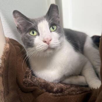 Kiko -  Domestic Short Hair Cat for Adoption in Clearwater, Florida - Kiko | PetCurious
