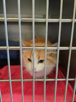 Domestic Medium Hair Cats Available for Adoption in Gallatin, Tennessee - Cali | PetCurious