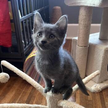 Bonejangles spooks;Cryptkeeper extraordinaire -  Domestic Short Hair Cat for Adoption in Fairport, New York - Bonejangles Spooks;Cryptkeeper Extraordinaire | PetCurious