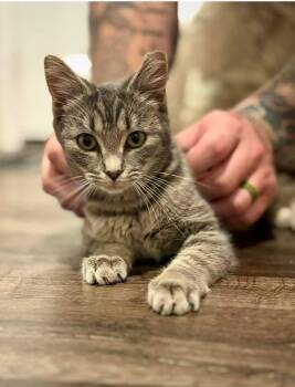 Rescue Domestic Short Hair Cats for Adoption in Cosby, Tennessee - Miley | PetCurious