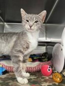 Cassiopeia -  Domestic Short Hair Cat for Adoption in Manitowoc, Wisconsin - Cassiopeia | PetCurious