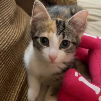 Rescue Domestic Short Hair Cats for Adoption in Greensboro, North Carolina - Alice | PetCurious