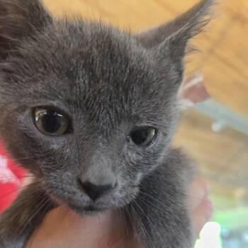 Rafiki -  Domestic Short Hair Cat for Adoption in Leander, Texas - Rafiki | PetCurious