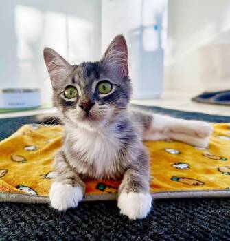 Annie Fergus -  Domestic Short Hair Cat for Adoption in Chandler, Arizona - Annie Fergus | PetCurious