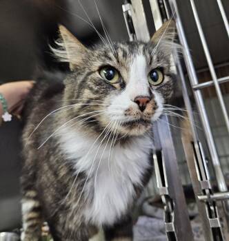 Rescue Domestic Long Hair Cats for Adoption in The Dalles, Oregon - Amethyst | PetCurious