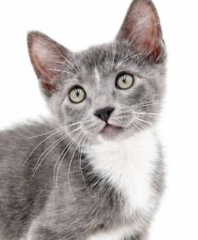 Anchovy is well... an angel in kitty form -  Turkish Van and Russian Blue Cat for Adoption in Bedford Hills, New York - Anchovy Is Well... An Angel In Kitty Form | PetCurious