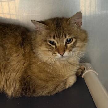 Domestic Medium Hair Cats Available for Adoption in Troy, Virginia - Big Mac | PetCurious