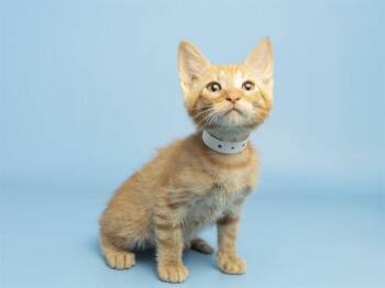 SPINACH -  Domestic Short Hair Cat for Adoption in Phoenix, Arizona - SPINACH | PetCurious