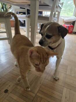 Rascal -  Domestic Short Hair Cat for Adoption in Lorain, Ohio - Rascal | PetCurious