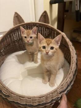 Butter Toast (2002) -  Domestic Short Hair Cat for Adoption in Zephyrhills, Florida - Butter Toast (2002) | PetCurious