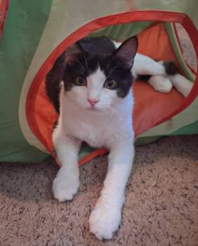 Austin - Son of Dallas -  Domestic Medium Hair and Maine Coon Cat for Adoption - Austin - Son Of Dallas | PetCurious