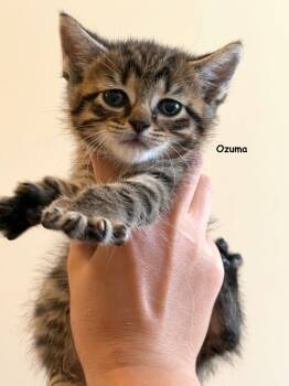 Ozuma -  Tabby and Domestic Short Hair Cat for Adoption in Buford, Georgia - Ozuma | PetCurious