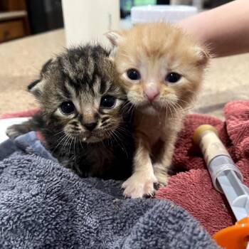 Berb -  Domestic Long Hair Cat for Adoption in Austin, Texas - Berb | PetCurious