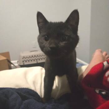 Muffin -  Domestic Short Hair Cat for Adoption in Chapel Hill, North Carolina - Muffin | PetCurious