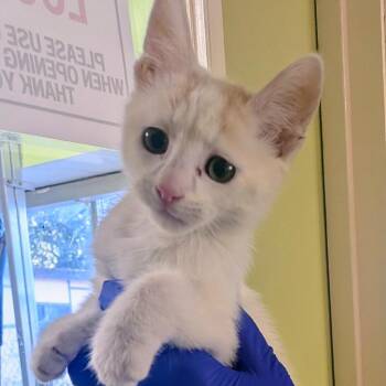 Kernel -  Domestic Short Hair Cat for Adoption in St. Helena, California - Kernel | PetCurious