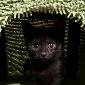 Vanna -  Domestic Short Hair Cat for Adoption in Bentonville, Arkansas - Vanna | PetCurious