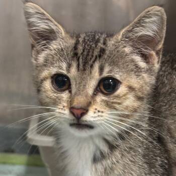Serena 75C26 -  Domestic Short Hair Cat for Adoption in Napoleon, Ohio - Serena 75C26 | PetCurious