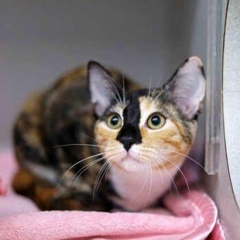 Fantasia -  Domestic Short Hair Cat for Adoption in Atlanta, Georgia - Fantasia | PetCurious