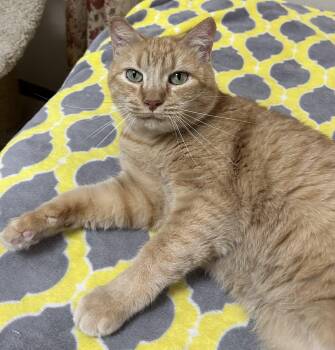 Rescue Tabby Cats for Adoption in Gainesville, Florida - Lovey | PetCurious