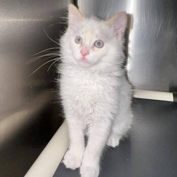 Brown Betty -  Siamese and Domestic Medium Hair Cat for Adoption in Candler, North Carolina - Brown Betty | PetCurious
