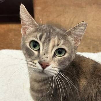 Domestic Short Hair Cats Available for Adoption - Pippi Longstocking | PetCurious