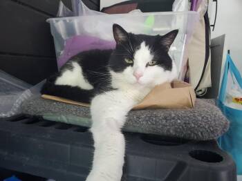 Lottie -  Domestic Short Hair Cat for Adoption in Kalamazoo, Michigan - Lottie | PetCurious