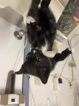 FINN -  Domestic Short Hair Cat for Adoption in Hayward, California - FINN | PetCurious