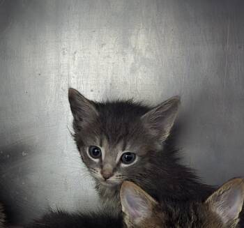 Domestic Short Hair Cats Available for Adoption - Eeyore | PetCurious