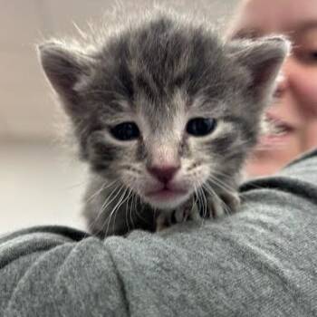 Bambi -  Domestic Short Hair Cat for Adoption in Jeffersonville, Indiana - Bambi | PetCurious