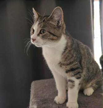 Rescue Domestic Short Hair Cats for Adoption in Adrian, Michigan - Astrid | PetCurious