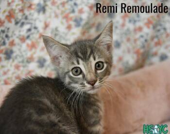 Domestic Short Hair Cats Available for Adoption in Fort Mill, South Carolina - Remi Remoulade | PetCurious