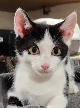 Domestic Short Hair Cats Available for Adoption - Lestat | PetCurious