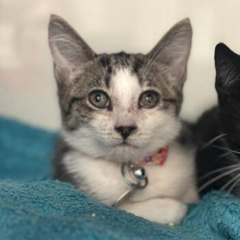 H213302 Melody -  Domestic Short Hair Cat for Adoption in Port Washington, New York - H213302 Melody | PetCurious