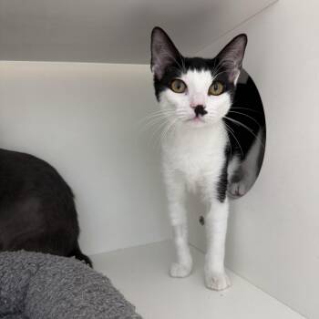 Java Chip -  Domestic Short Hair Cat for Adoption in Antioch, California - Java Chip | PetCurious