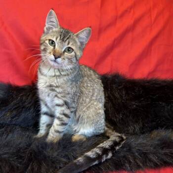 Blossom -  Domestic Short Hair Cat for Adoption in Westminster, California - Blossom | PetCurious