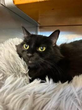 Sabrina -  Domestic Medium Hair Cat for Adoption in Wilmington, North Carolina - Sabrina | PetCurious