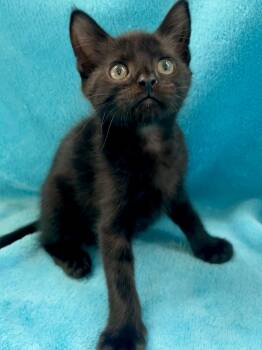 Dally -  Domestic Short Hair Cat for Adoption in Greensboro, North Carolina - Dally | PetCurious