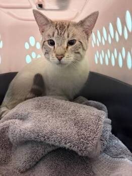 Link -ADOPTED -  Domestic Short Hair Cat for Adoption in Atlanta, Georgia - Link -ADOPTED | PetCurious