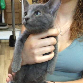 Gerald -  American Bobtail Cat for Adoption in New Orleans, Louisiana - Gerald | PetCurious