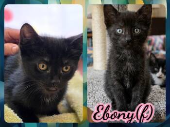 Domestic Short Hair Cats Available for Adoption in Corinth, New York - Ebony | PetCurious