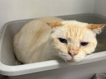 Siamese and Domestic Short Hair Cats Available for Adoption - Peaches | PetCurious