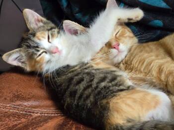 Patches -  Domestic Medium Hair Cat for Adoption in Libertyville, Illinois - Patches | PetCurious