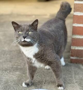 Higgins -  American Shorthair Cat for Adoption in Johnson City, Tennessee - Higgins | PetCurious