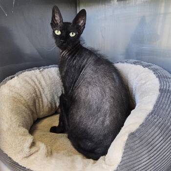 Esmeralda -  Sphynx Hairless Cat Cat for Adoption in Medfield, Massachusetts - Esmeralda | PetCurious