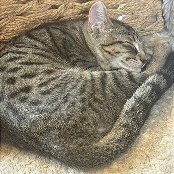 Barley -  Domestic Short Hair Cat for Adoption in Pleasant Hill, California - Barley | PetCurious