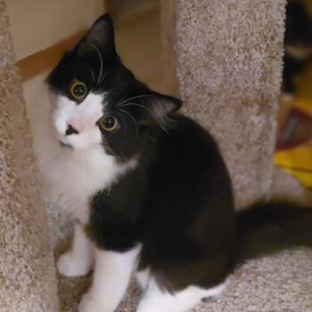 Rescue Domestic Medium Hair Cats for Adoption in Saint Paul, Minnesota - Little Cow | PetCurious