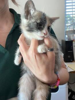 Nugget -  Domestic Medium Hair Cat for Adoption in Chico, California - Nugget | PetCurious
