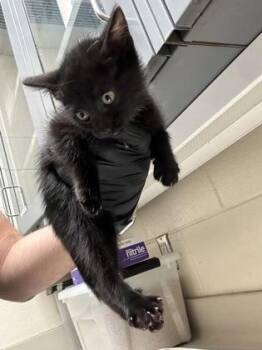 Fireboy -  Domestic Short Hair Cat for Adoption in Wichita, Kansas - Fireboy | PetCurious