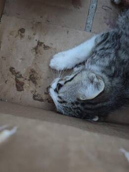 CINDY -  Domestic Short Hair Cat Available for Adoption in San Antonio, Texas - CINDY | PetCurious